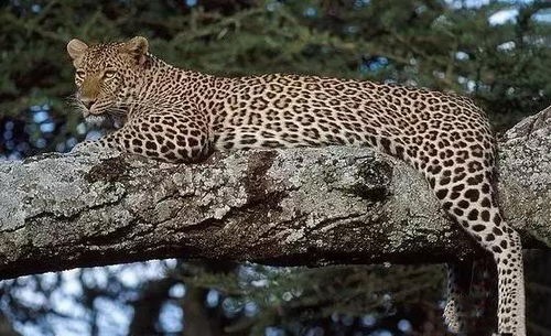 疣猪群喝水遭到花豹伏击,母疣猪竟不管小疣猪生死