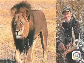 猎杀非洲 狮王 美国牙医帕尔默残忍行径引起公愤 