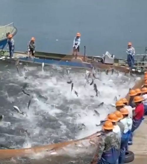 千岛湖捕捞一队开始新安江大坝泄洪后第一场巨网捕鱼(千岛湖年捕捞量)