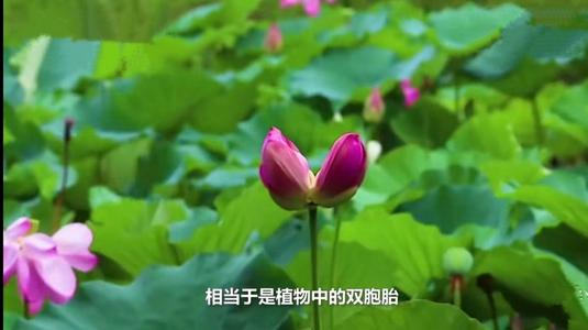 南京玄武湖罕见再现并蒂莲 是植物中的 双胞胎