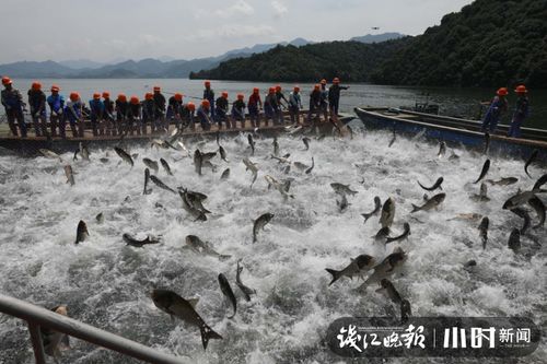 50000斤 浙江新安江大坝泄洪后 千岛湖开启巨网捕鱼