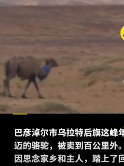 蒙古巴彦淖尔一年迈的骆驼被卖到100公里外(巴彦淖尔蒙古边境口岸)