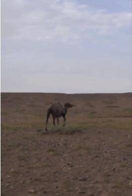 老骆驼被卖后独行上百公里回家,主人赶来时看到这一幕...
