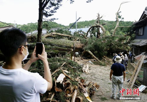 连日暴雨日本多处世界遗产被毁 千年神木连根倒地 