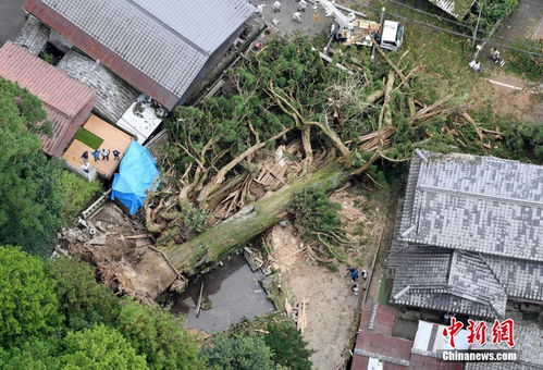 连日暴雨日本多处世界遗产被毁 千年神木连根倒地 
