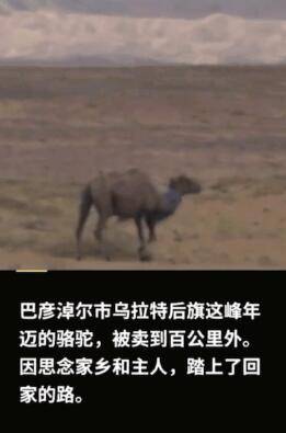 老骆驼被卖后独行上百公里回家,主人赶来时看到这一幕...