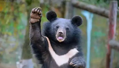 动物科普 带你了解亚洲黑熊的社会性行为