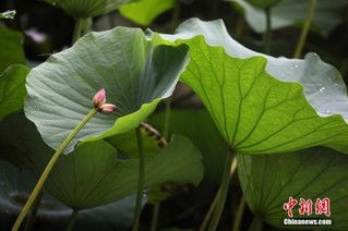 南京玄武湖再现 并蒂莲