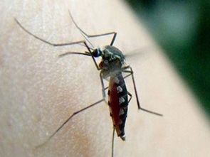 罕见!几只蚊子躺在人体上直接吸血,数百万人目睹了这部电影