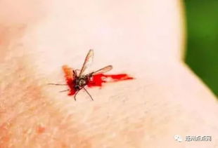 大家都看看吧 蚊子吸血时不能拍死 放大50倍后,看完背后发凉