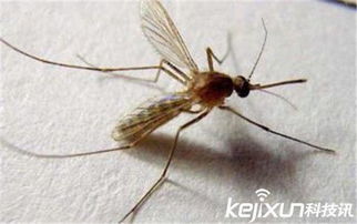 罕见!几只蚊子躺在人体上直接吸血,数百万人目睹了这部电影