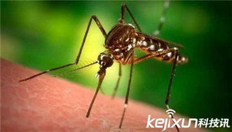 蚊子冷知识 世界上最大的蚊子有人脸大 吸血过多撑死