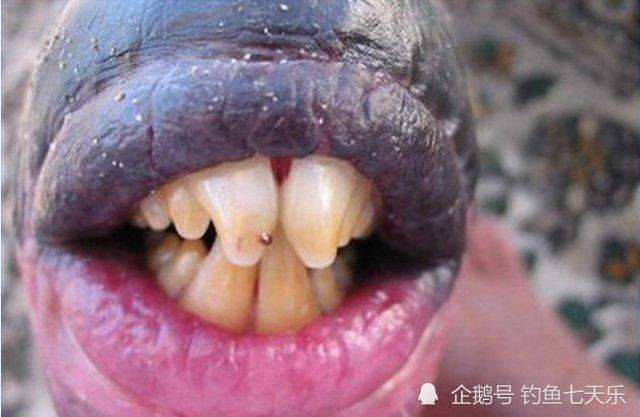 马来西亚出现海洋怪鱼,长着一张 香肠嘴 牙齿锋利可咬碎石头
