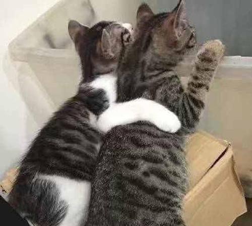 两只老鼠站立互殴一旁猫咪被吓傻 网友 外国的猫不比中国的猫机灵到哪去啊
