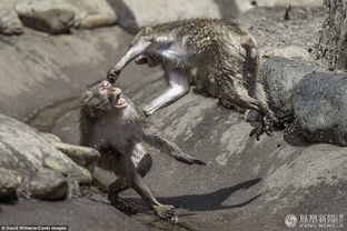 日本动物园猕猴打架画面 