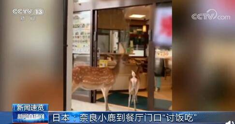 日本奈良公园拒绝两只鹿,网友:你不能只施舍吗?(日本奈良公园介绍)