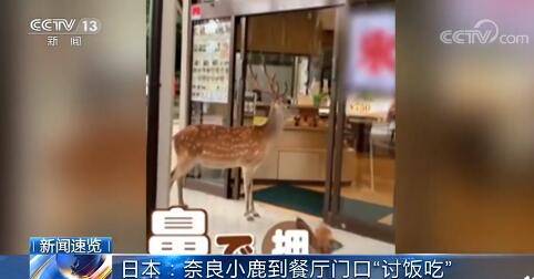 奈良小鹿到餐厅讨食物被婉拒 网友 真的饿啊