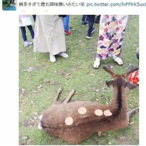 日本景点受疫情影响游客数量剧降,奈良公园的小鹿饿到心态奔溃