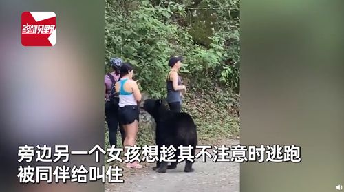 好奇野熊站起来嗅女徒步者的头发。女人趁机拿着手机和熊自拍 -