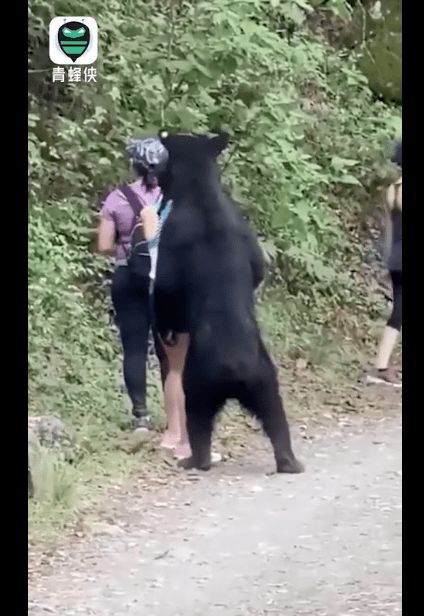 真熊抱,3名女子路遇黑熊被熊抱