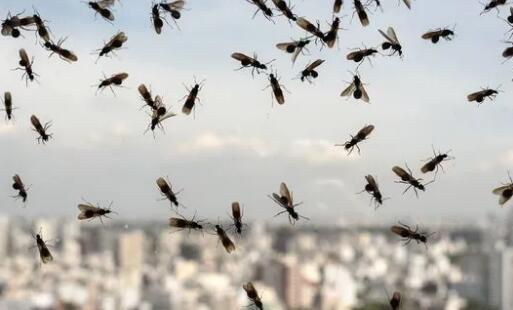 英国上空现巨型飞蚁群 具体是怎么回事 怎么形成的 附详情