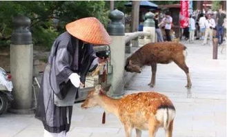 礼貌的奈良小鹿鞠躬讨食 鹿 你们这些单纯的人类