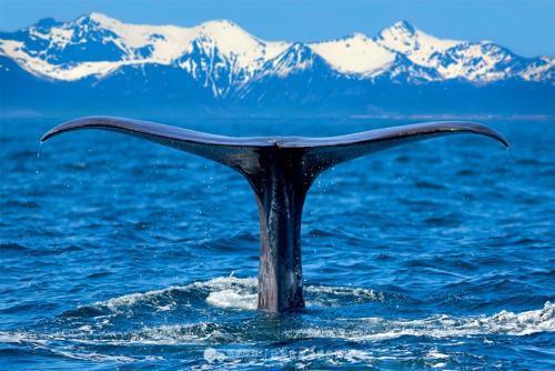 10米长抹香鲸遭渔网困住 受惊后不让接近,潜水员们救援艰难