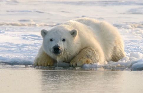 濒临灭绝 全球变暖或将导致北极熊于本世纪末灭绝
