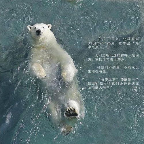 全球变暖或致北极熊在2100年几乎都将灭绝