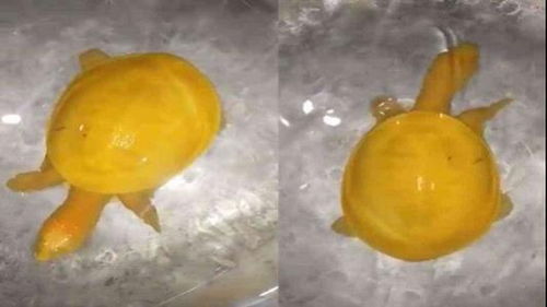 印度渔民发现金色乌龟通体金黄色,实属罕见