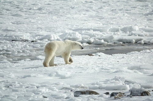北极熊或将在2100年灭绝 北极地区北极熊将面临繁衍困境 