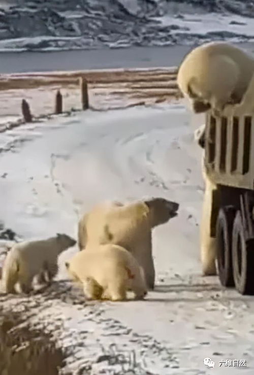 俄罗斯一台垃圾车抛锚,引来约10头北极熊半路抢劫,是其太饥饿