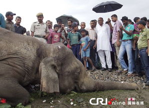 印度大象在荒野中生存 孤独的象群 村民们虔诚地崇拜象神 被破