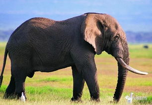 大象害怕蜂群 印据此计划用蜂声吓退大象,避免大象被撞伤撞死