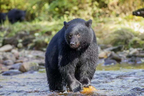 黑熊曾女游客的黑熊 抱着女人的大腿