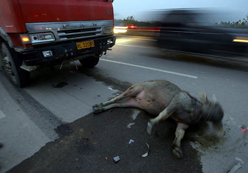 云南一货车司机半夜遇到大象袭击,冷静自救,开车遇到动物怎么办