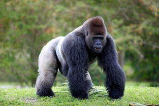 美国433磅大猩猩与同类打架受伤 接受核酸检测