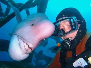 跨越物种的友情 这位日本潜水员大叔和一条大鱼整整25年从未中断联系