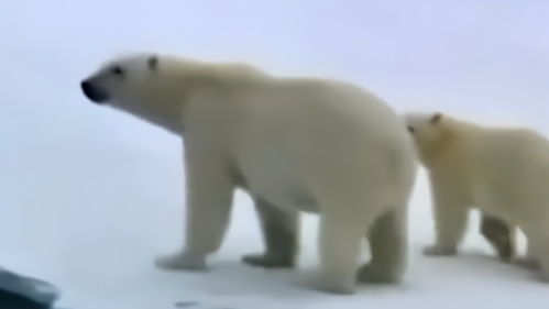 世界气象组织呼吁紧急应对北极高温