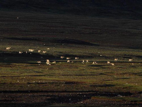 藏羚羊将幼仔带回原栖息地
