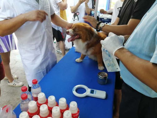 10月起,深圳犬只未植入芯片将被视为无证养犬