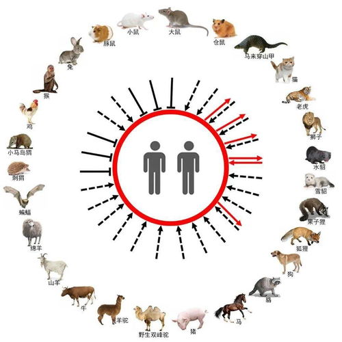 新冠病毒跨种传播研究中取得进展,除了人,还感染这些动物