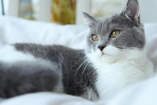 英国一只宠物猫被诊断为新冠肺炎(英国宠物猫的品种图片)
