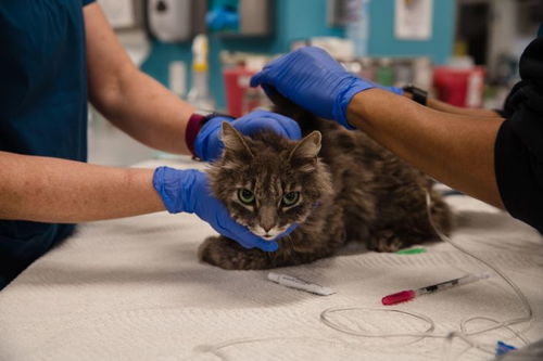 老虎 狮子和宠物猫检测到冠状病毒呈阳性