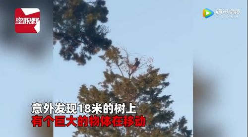 男子发现公园18米树顶有巨大物体在动 镜头拉近一看瞬间惊呆