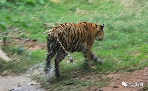 全球野生虎仅剩约4000只,在世界爱虎日,一起关注大猫种群