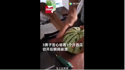 武汉3名小伙学习绝招种西瓜,却收获 冬瓜 切开后网友笑疯