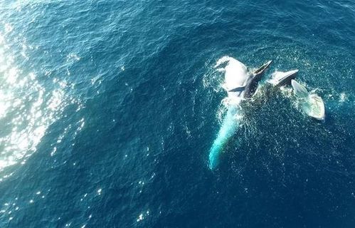青岛三浴近海现鲸鱼出没 专家 鲸鱼出现标志着附近海域生态系统指标很高