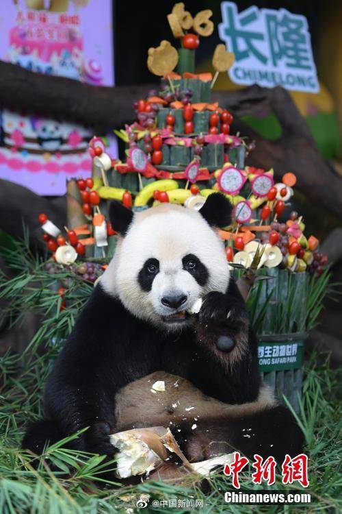 全球唯一大熊猫三胞胎6岁了