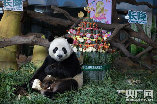 全球唯一大熊猫三胞胎六周岁 有望加入国家大熊猫繁育计划 